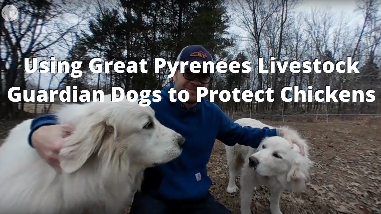 Using Great Pyrenees Livestock Guardian Dogs to Protect Chickens (360 Video VR)
