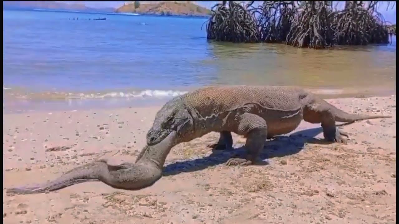 Omg 😮🔥 This Komodo dragon brings back the electric eel that was eaten