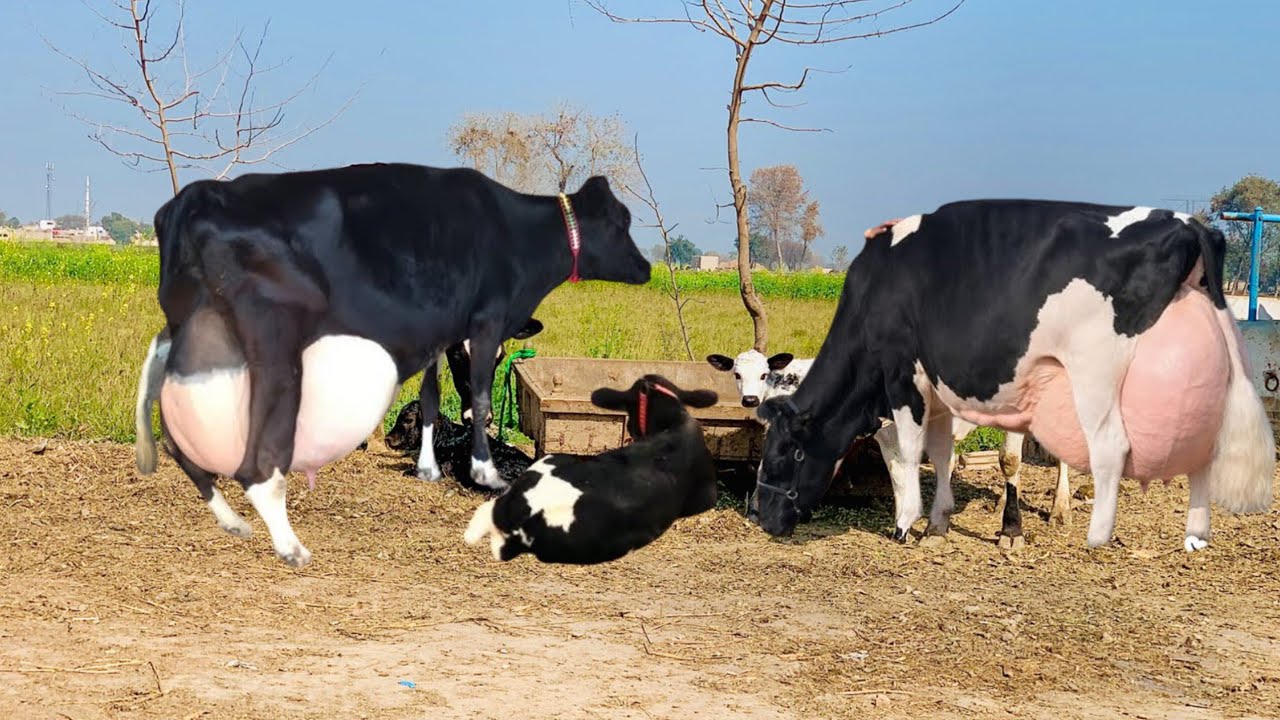 Cow for sale new video | cow for sale in Pakistan | cow sale in Punjab today | cow for sale 