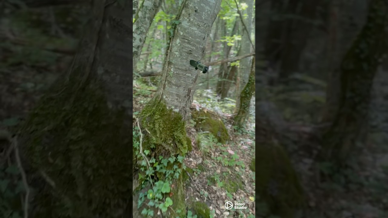 Explore the woods 🪵🔪 #knife #woods #forest #nature #shortvideo