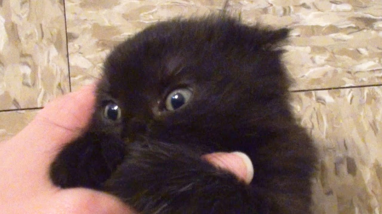 Cutest Tiny House Panther