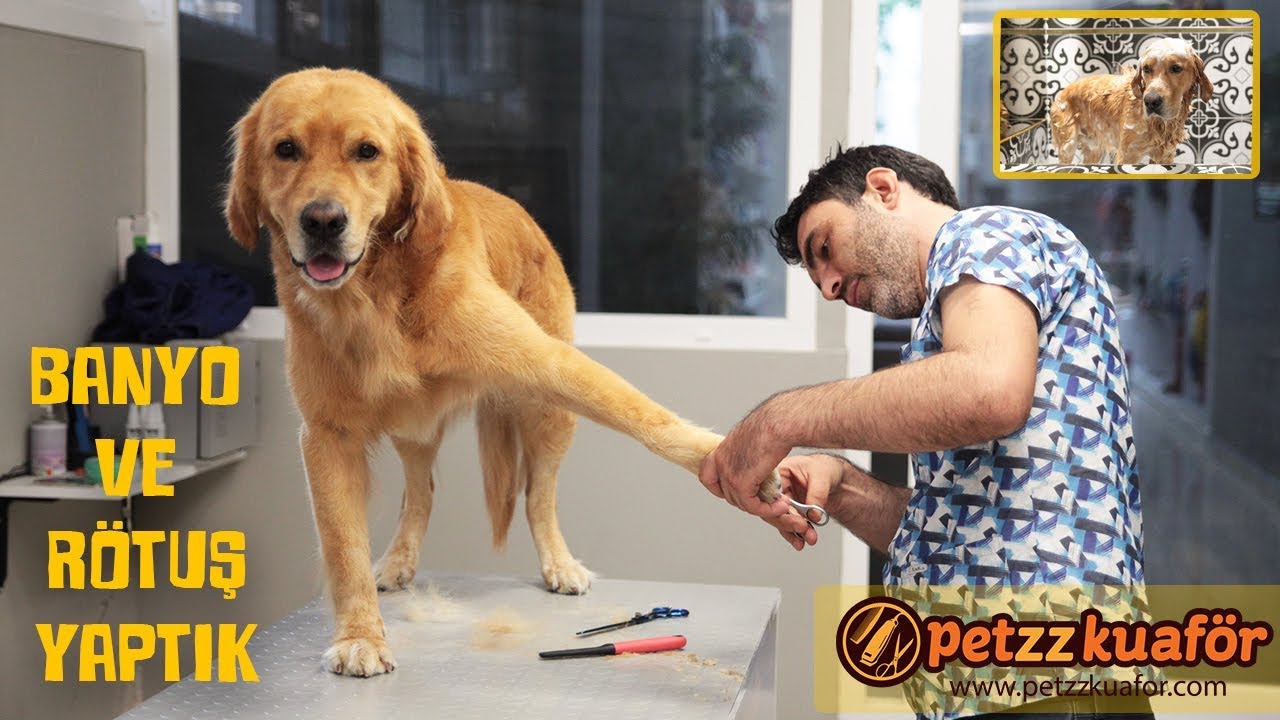 Golden Retriever Makas Traşı - Köpek Bakımı Hakkında Bilinmeyenler!