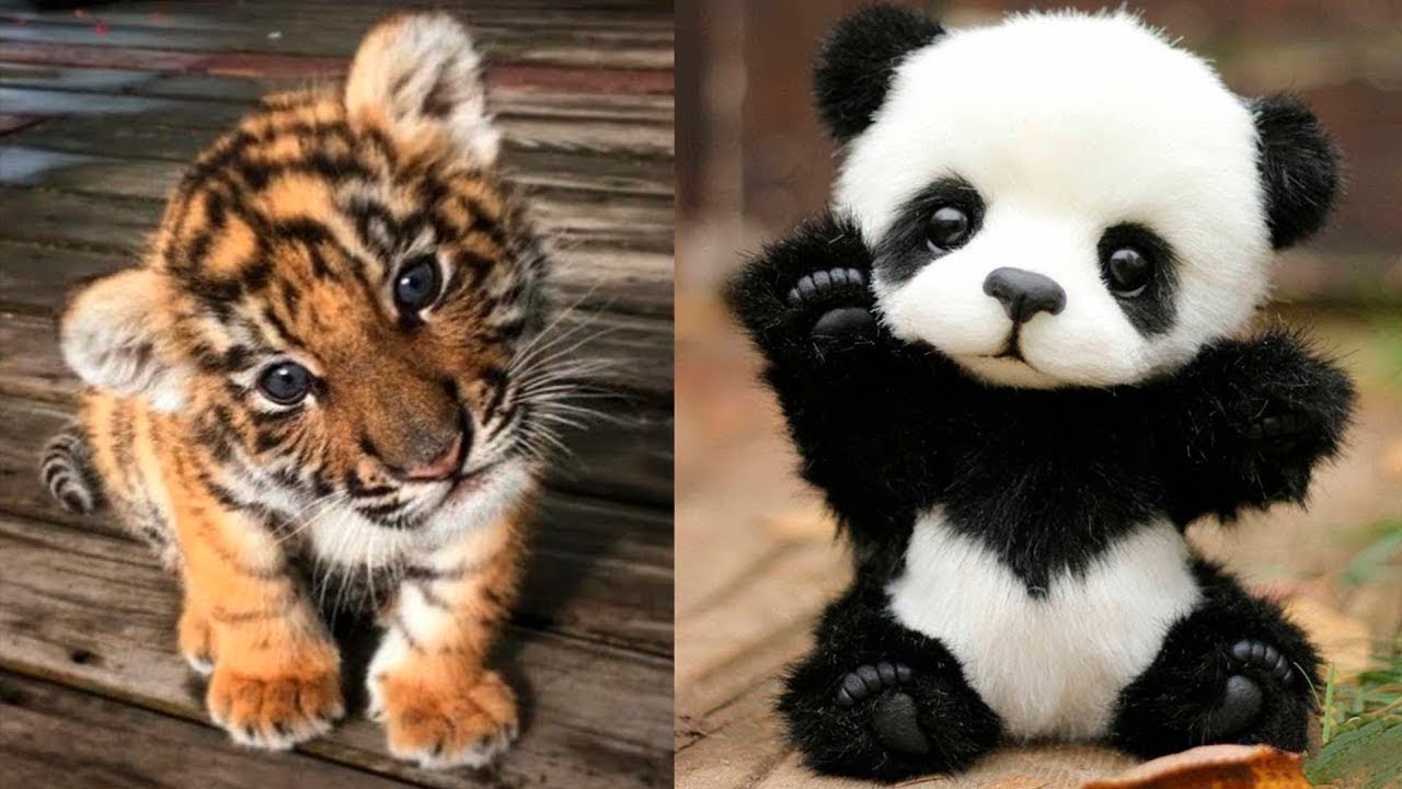 AWW Animals SOO Cute! Cute baby animals Videos Compilation cute moment of the animals #11 2025