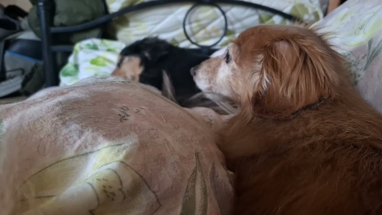 犬_20260209