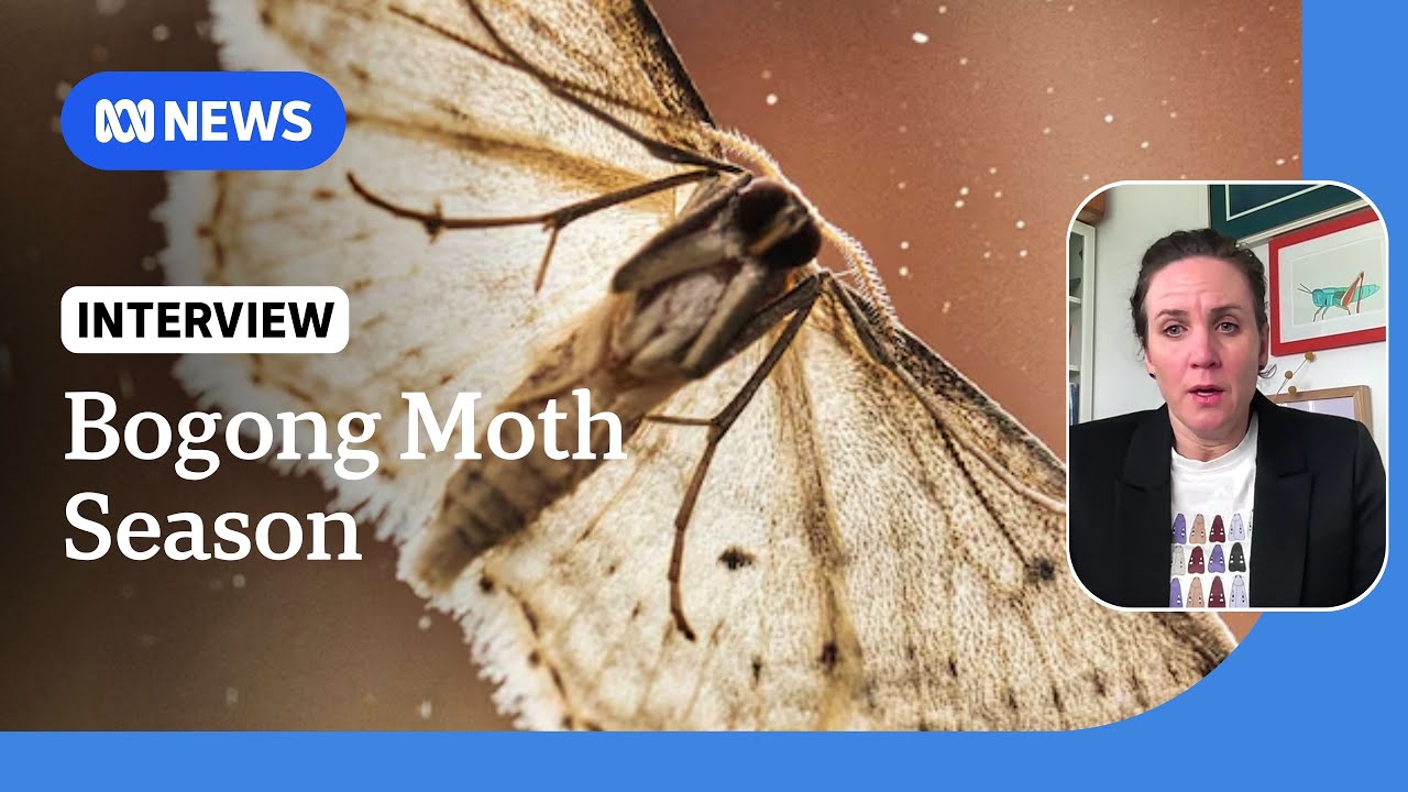 'Encouraging' number of bogong moths migrating south to beat the heat | ABC NEWS