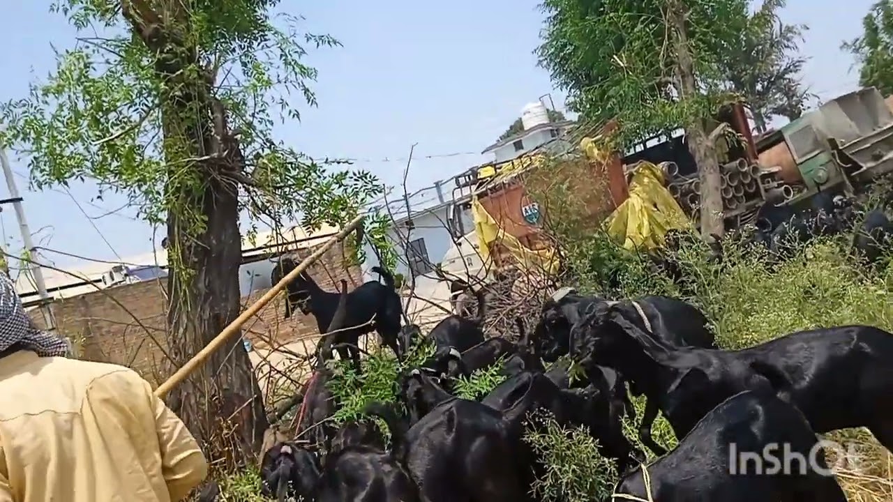 🐐🍁🎋🌿🦙