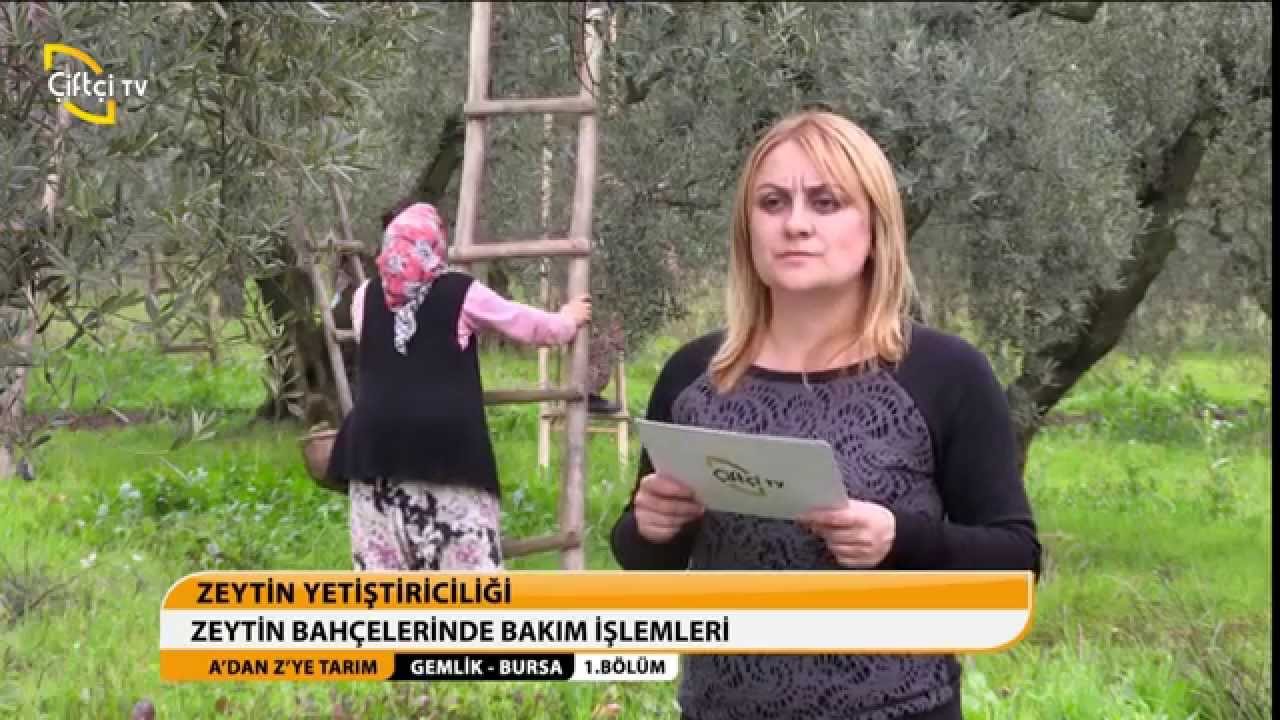 A'DAN Z'YE TARIM - ZEYTİN YETİŞTİRİCİLİĞİ