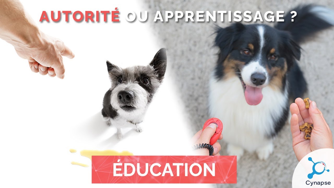 La différence entre apprentissage et autorité - ÉDUCATION