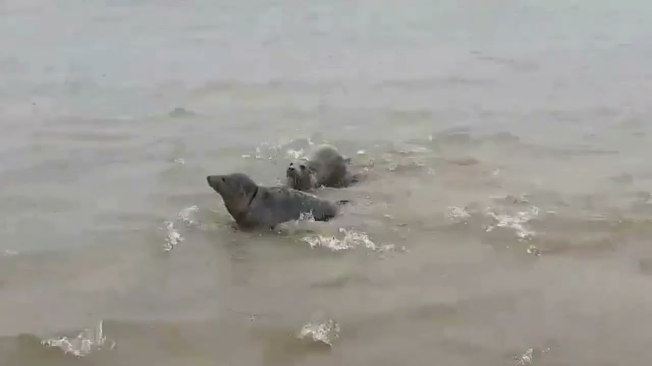 Seal release on the Lincolnshire coast