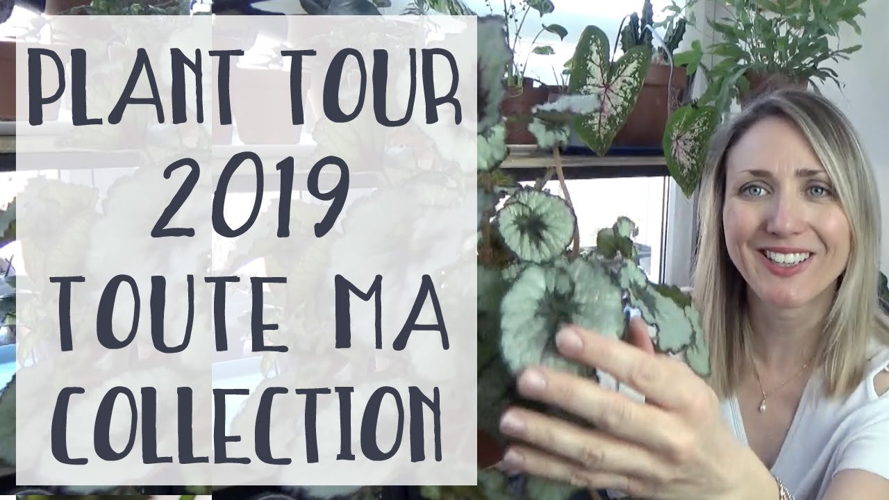 PLANT TOUR 2019  | Ma collection de plantes +120 plantes