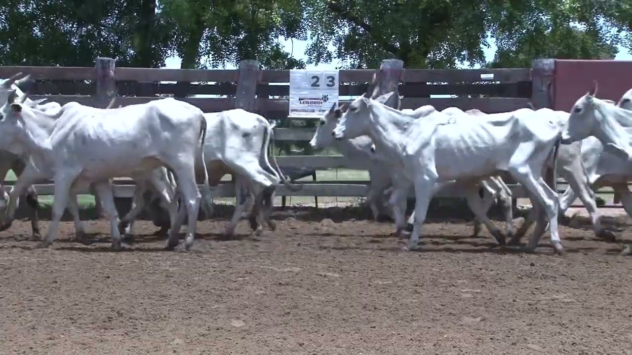 LOTE 23 - 182 VACAS NELORE PAR. 85M/90F - 160 KM MIRANDA/MS - EMB. NOVO HORIZONTE