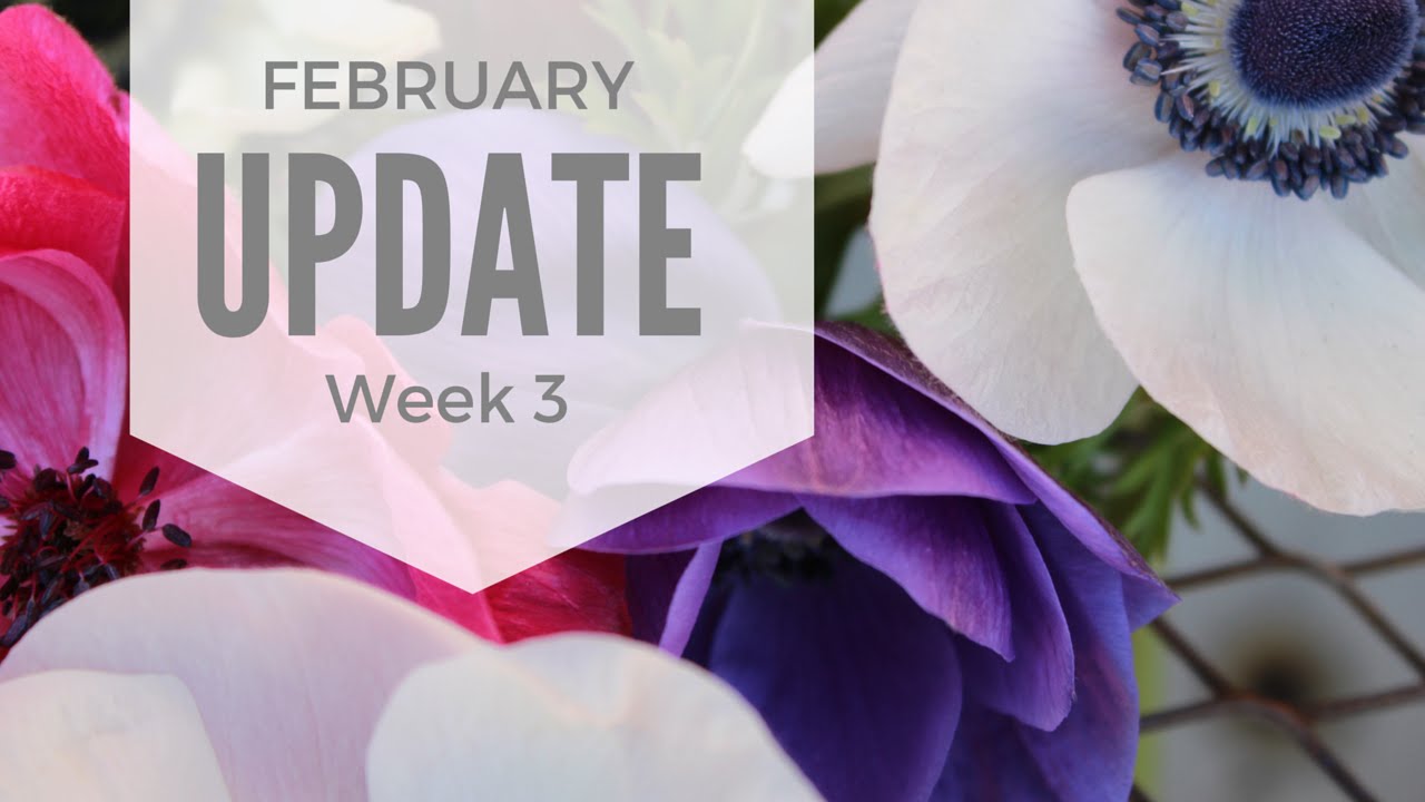 February Week 3 Flower Update: Hardy Annuals, Winter Sowing, and Polytunnel