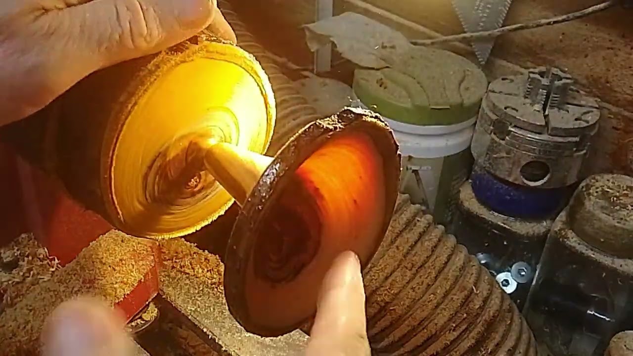 Trumpet Lilly