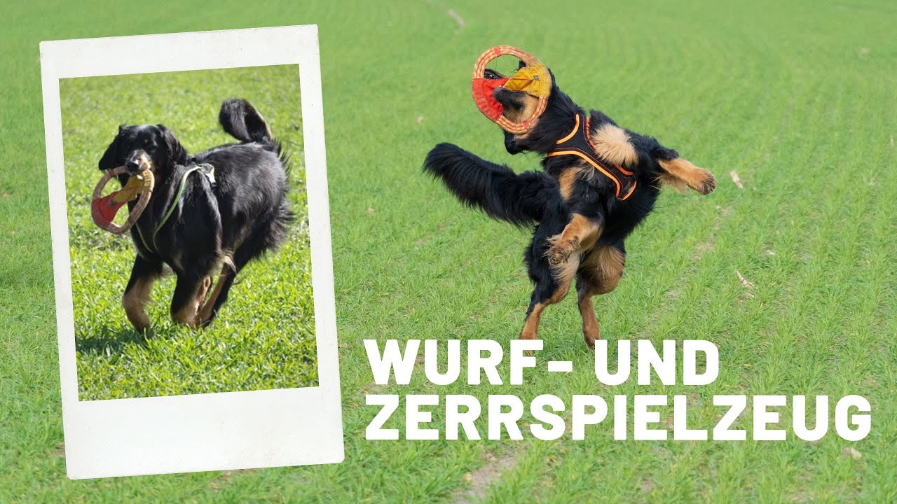 Der PACIFIC RING: Unser bestes aktives Hundespielzeug! (Wurf- & Zerrspielzeug für Profis)