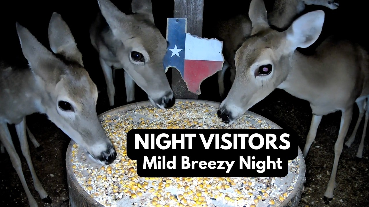 East Texas Night Wildlife Cam | Deer, Raccoons & Backyard Visitors | Mild and Windy Night 🌙