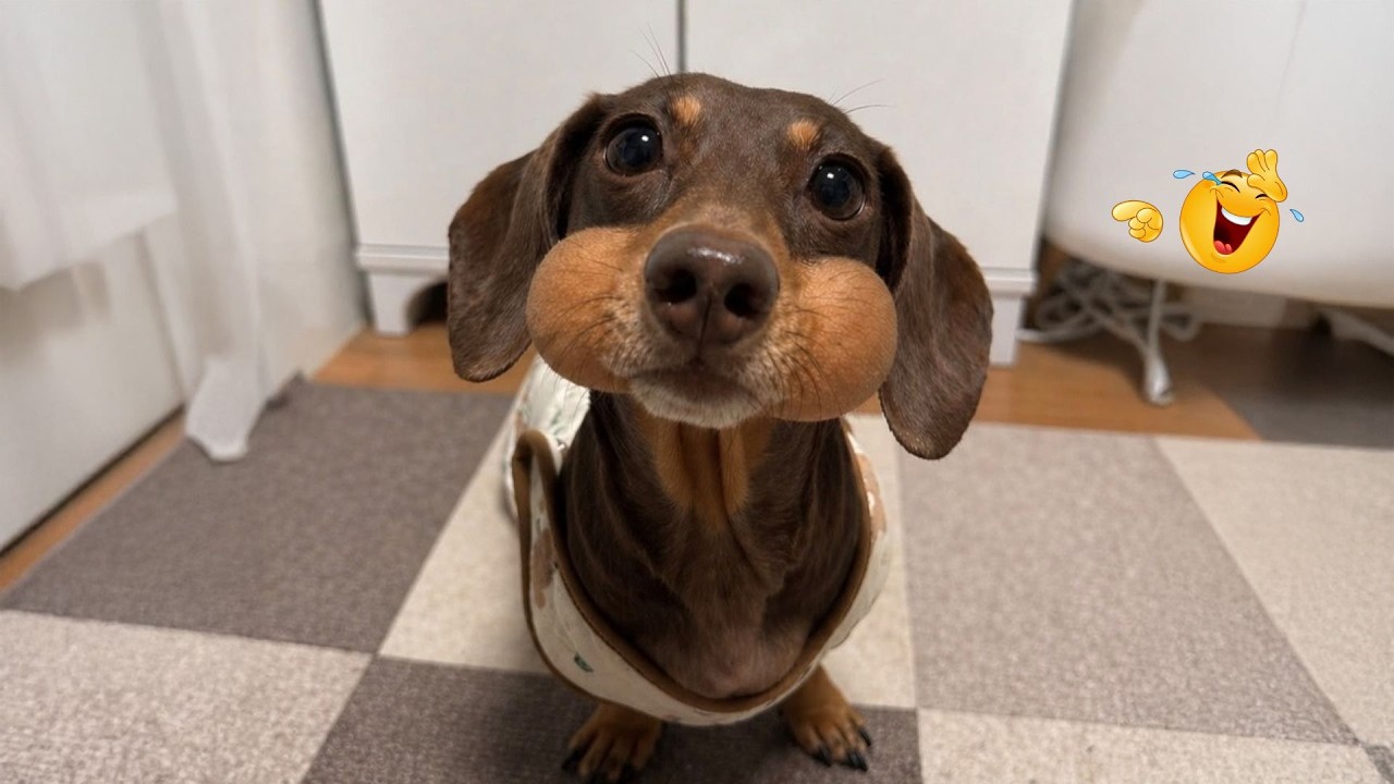 Dogs Caught Being Absolutely Ridiculous 😂 Funniest Dog Moments 2026