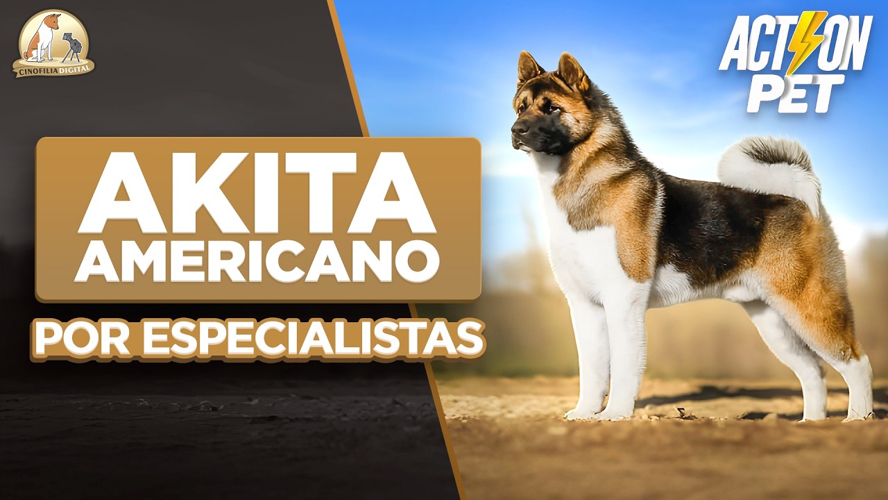 Akita Americano como você nunca viu | Cinofilia Digital