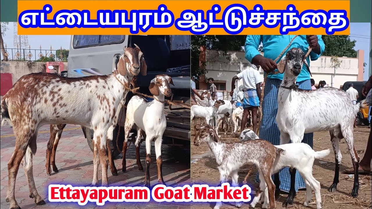 எட்டையபுரம் ஆட்டுச்சந்தை Ettayapuram Goat market | kalnadaitholan | கொடி ஆடு சந்தை
