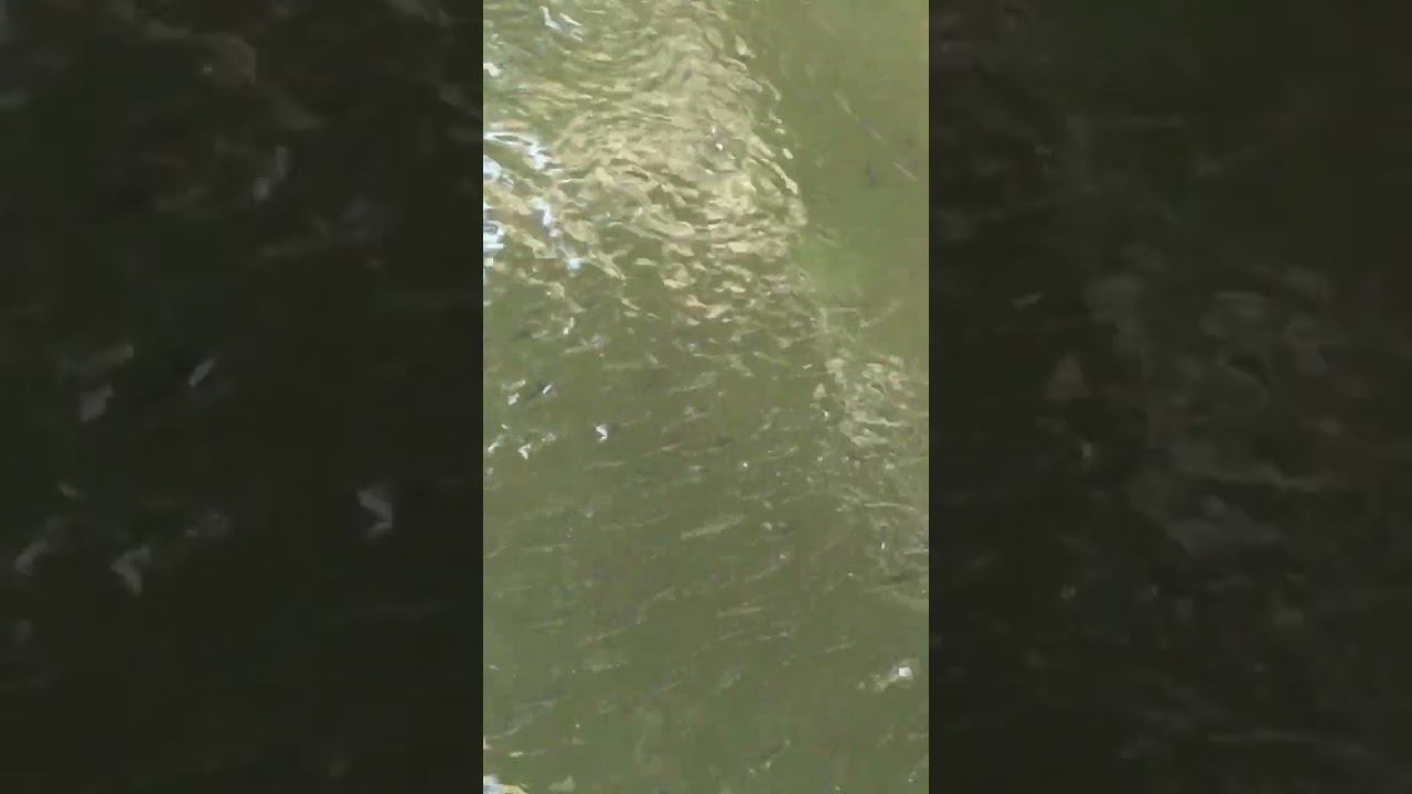 高雄愛河支流-幸福川：豆仔（小烏魚）