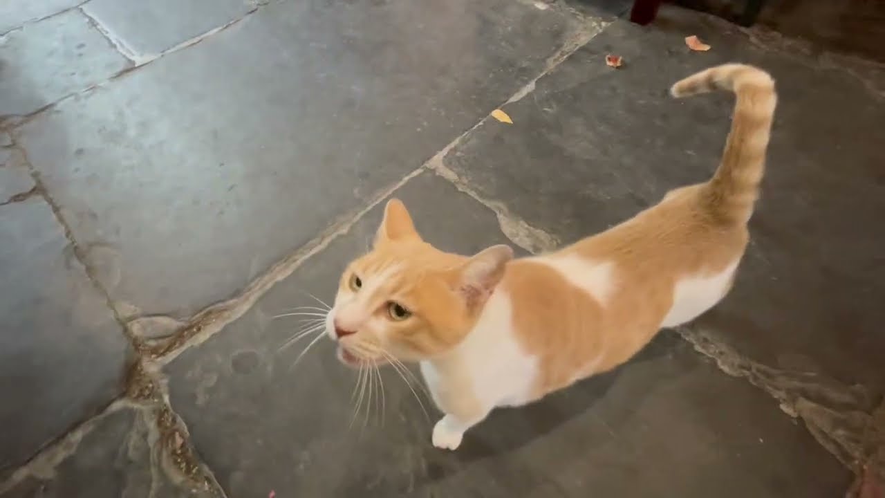 Rhodes Greece Where Every Corner Has a Cat 🐱 #cat #greece 