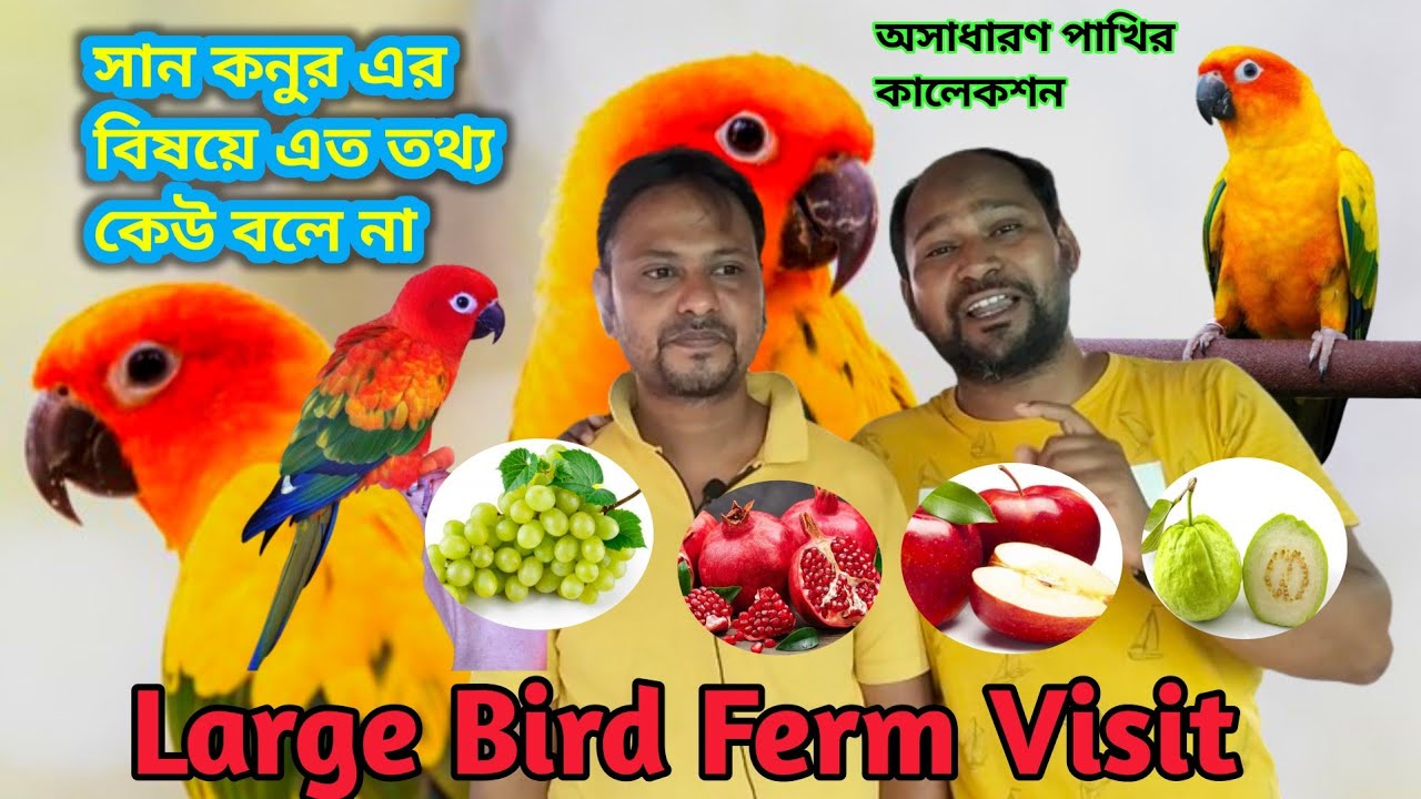 অবাক করা তথ্য।sun conure breeding tips।। sun conure breeding pair price
