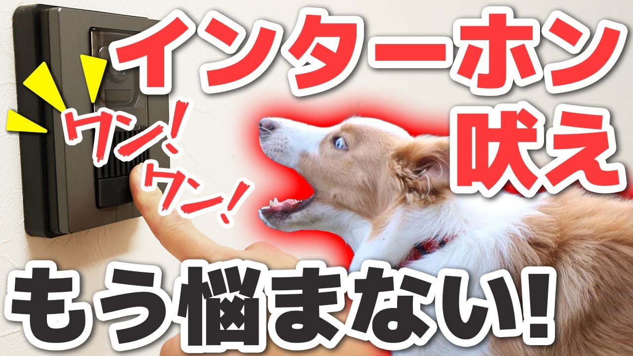 【保存版】これで犬がインターホンに吠えなくなる！｜原因と対策を完全解説【犬のしつけ】