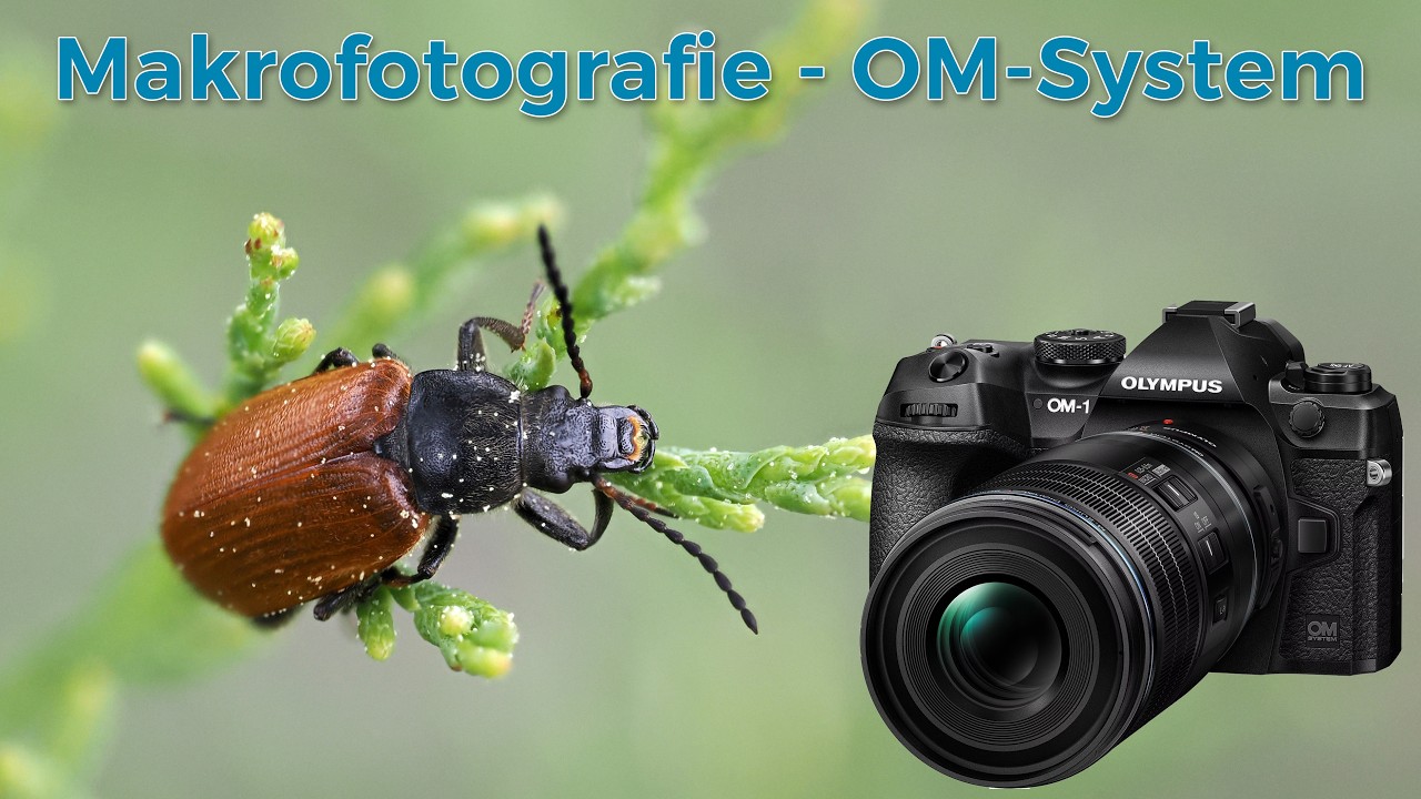 Makrofotografie mit OM-1 - Fokus Stacking bei Insekten & Amphibien
