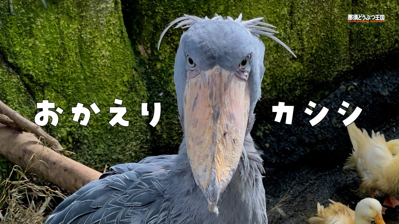 【ハシビロコウ】おかえり カシシ
