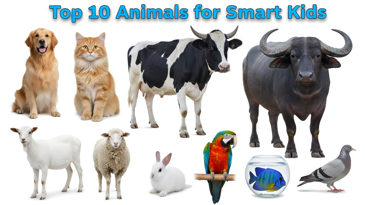 Top 10 Animals for Kids | बच्चों के लिए जानवरों के नाम | Learn Animals with Fun