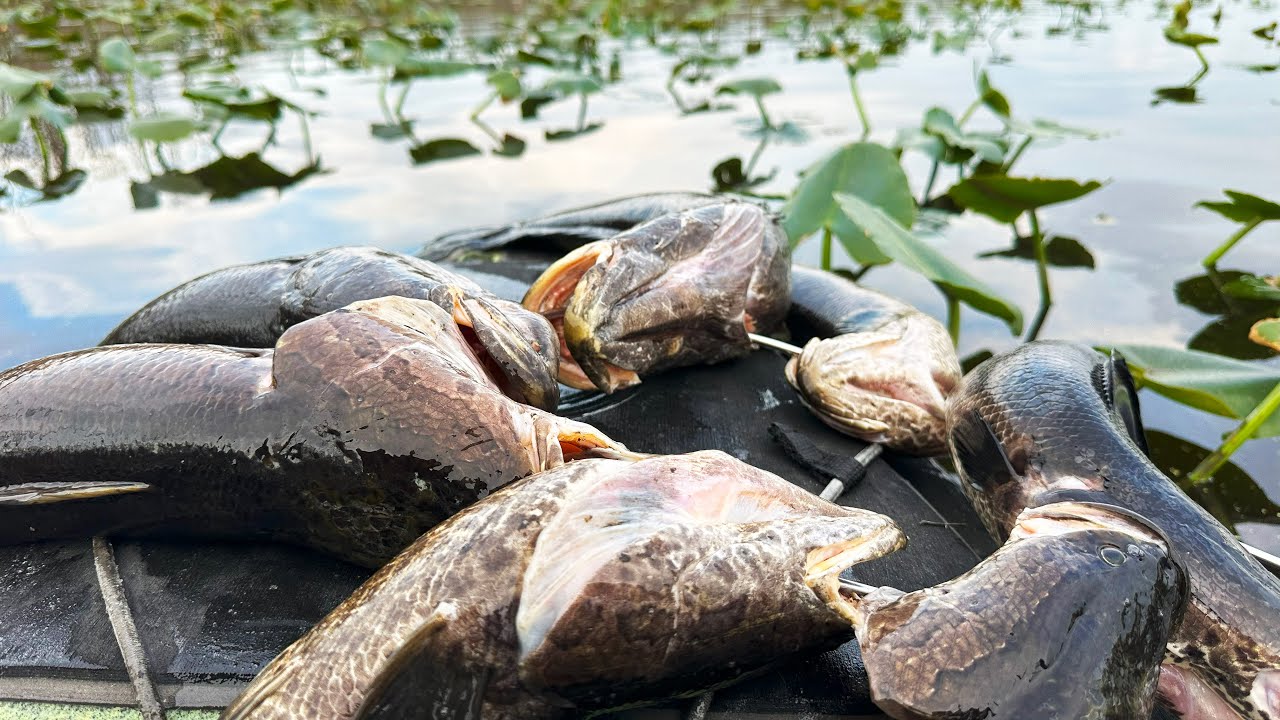 Snakehead CRUSHING Topwater Frogs: Blackwater Snakehead PRESPAWN Topwater BITE! (Part 2)