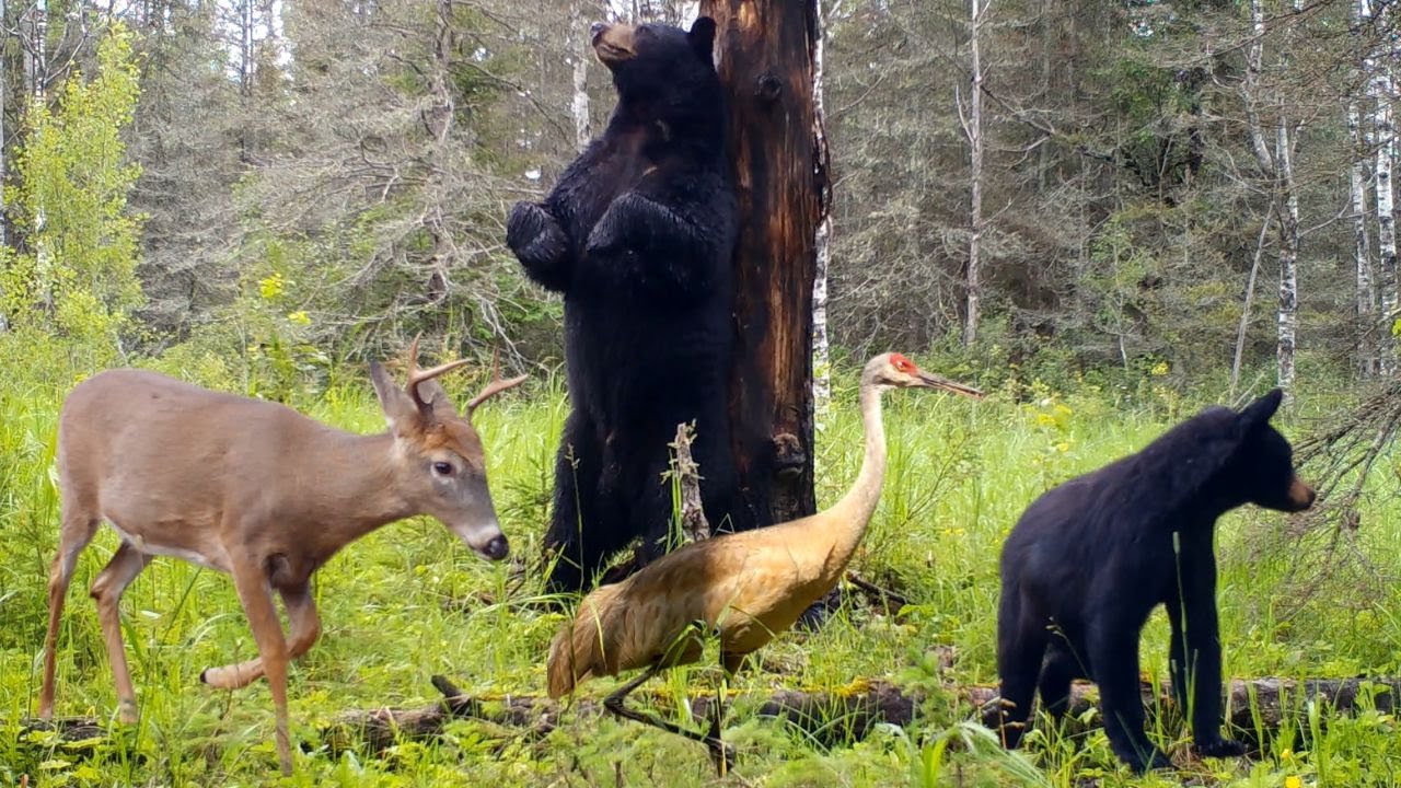 Drummond Island Trail Camera Videos | Upper Peninsula of Michigan | Browning Recon Force Advantage