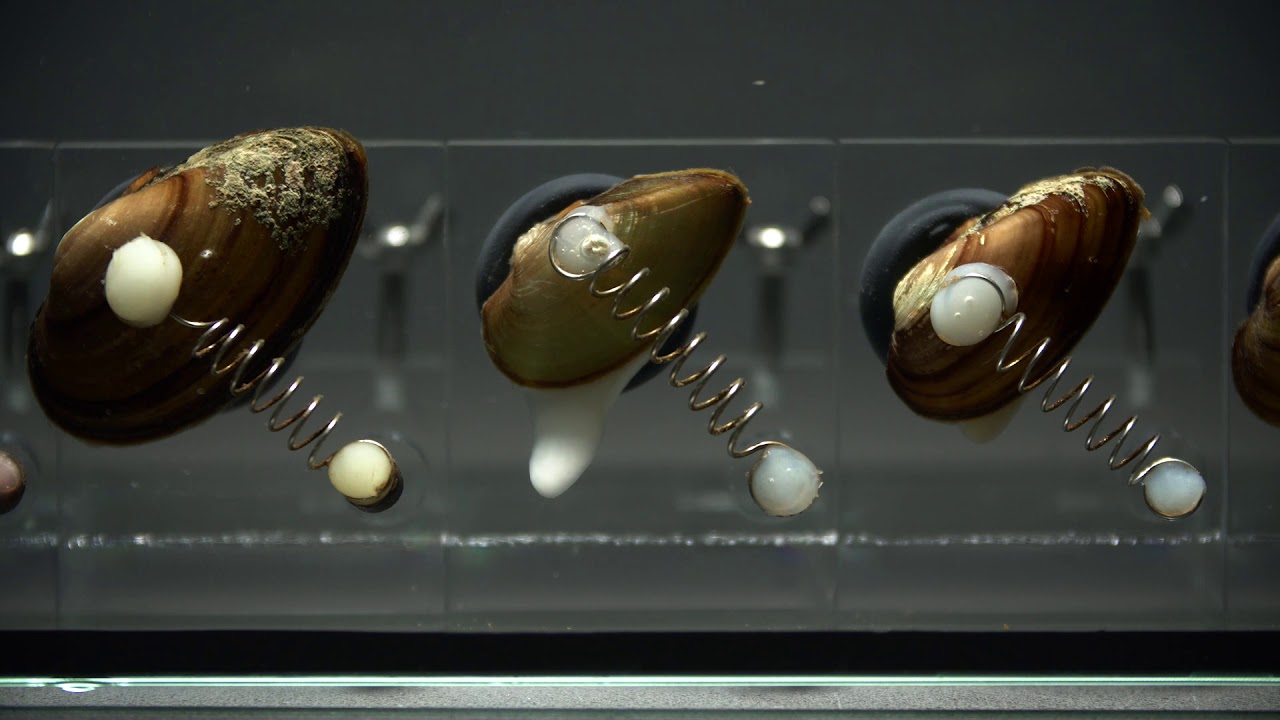 Zabezpieczenie ujęć wody - Biomonitoring Symbio