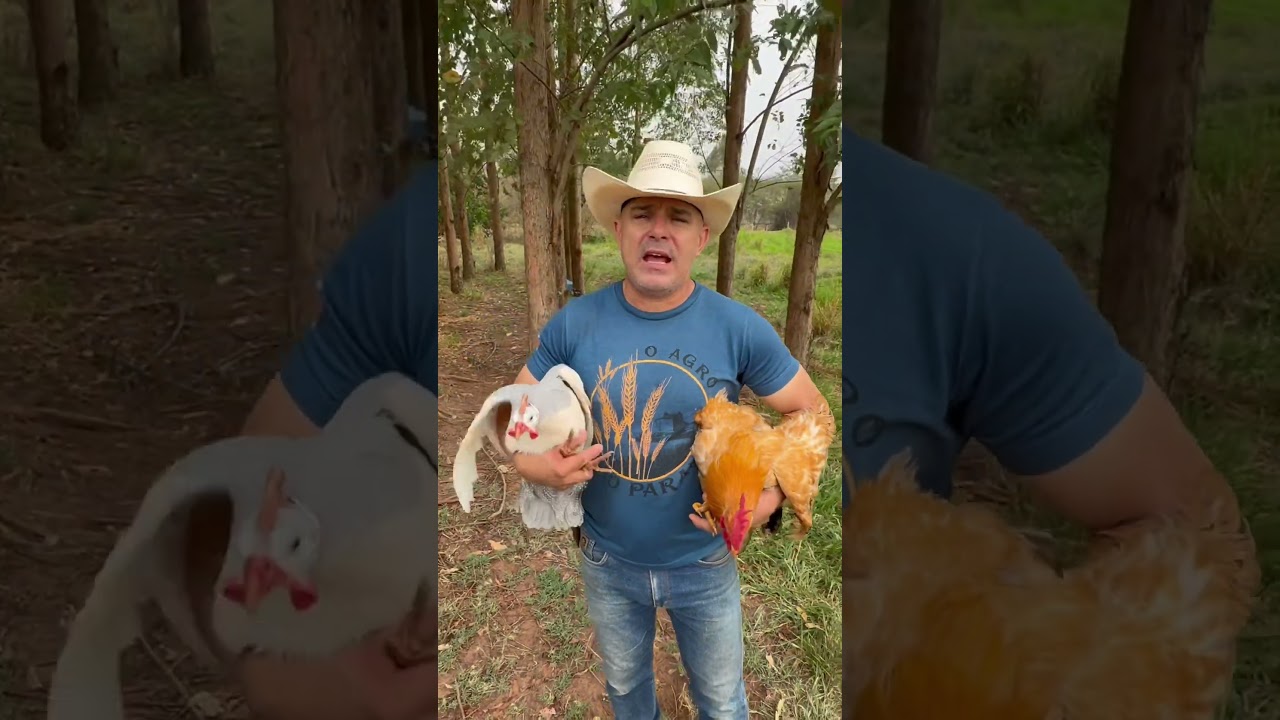 O que sai da mistura de galo com galinha D&rsquo;angola?