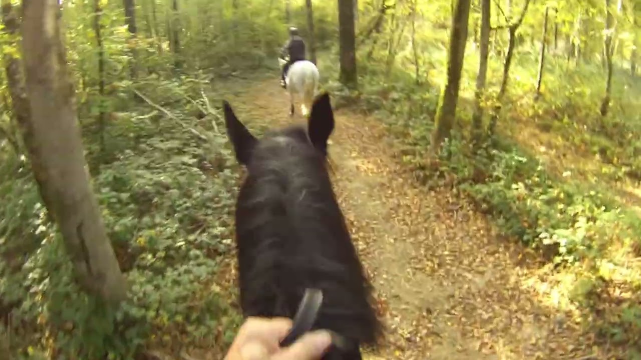 Chevaux Poneys Equitation Percheron