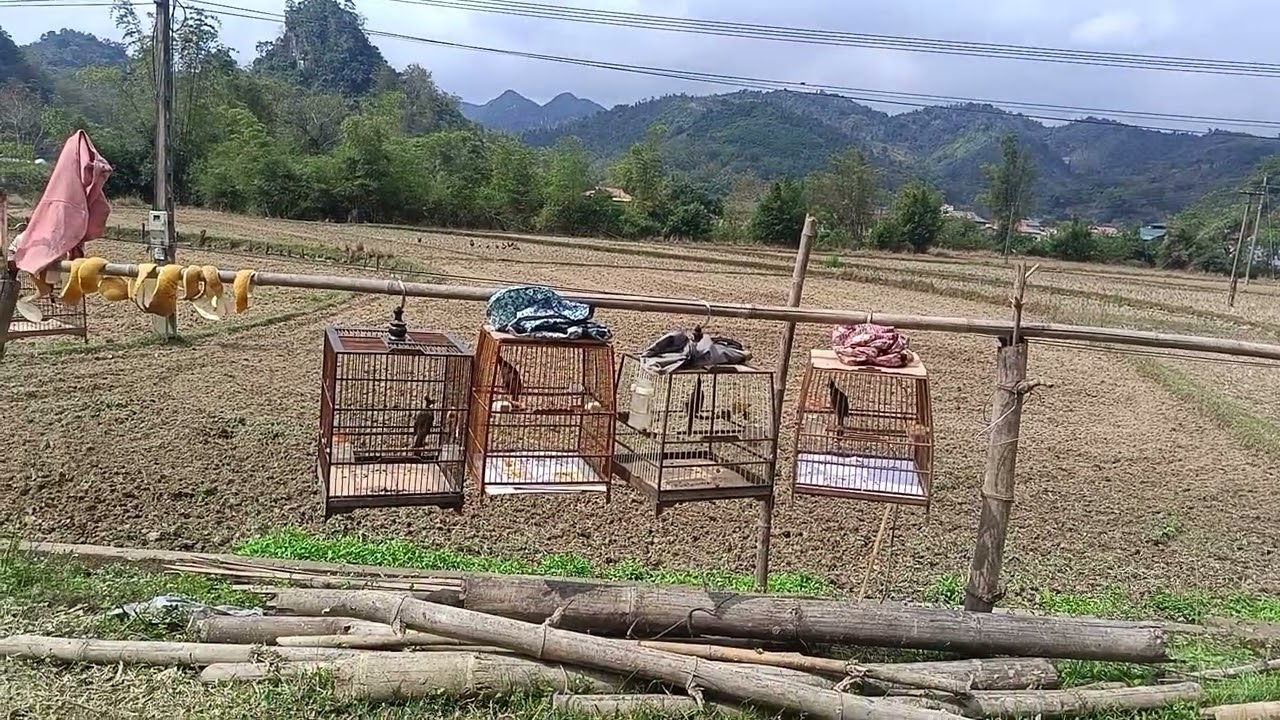 Thử thái độ chim chào mào cho máy cháu dem đến nhà mình ae nhé 0973720491