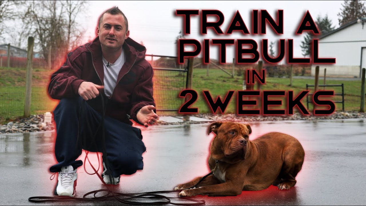 New Dog Day 1 Training and Relationship Building