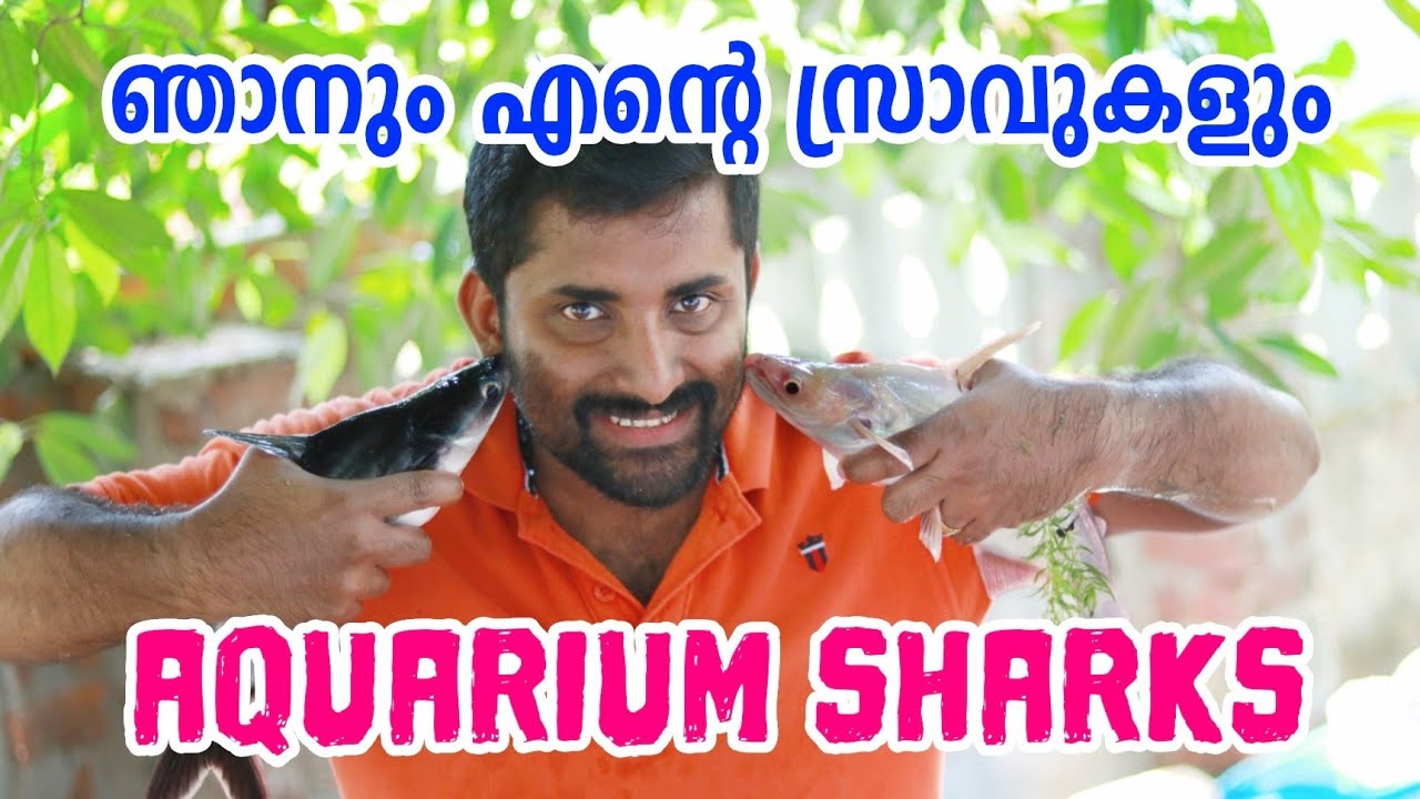 Aquarium black & white sharks [ECO OWN MEDIA] അകോറിയം ഷാർക്ക് Malayalam 2018