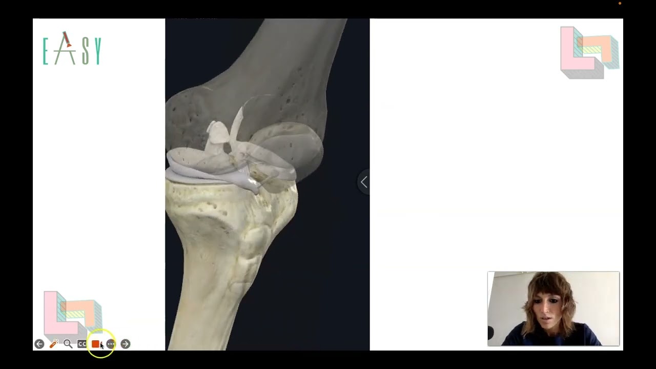 ANATOMÍA MENISCAL