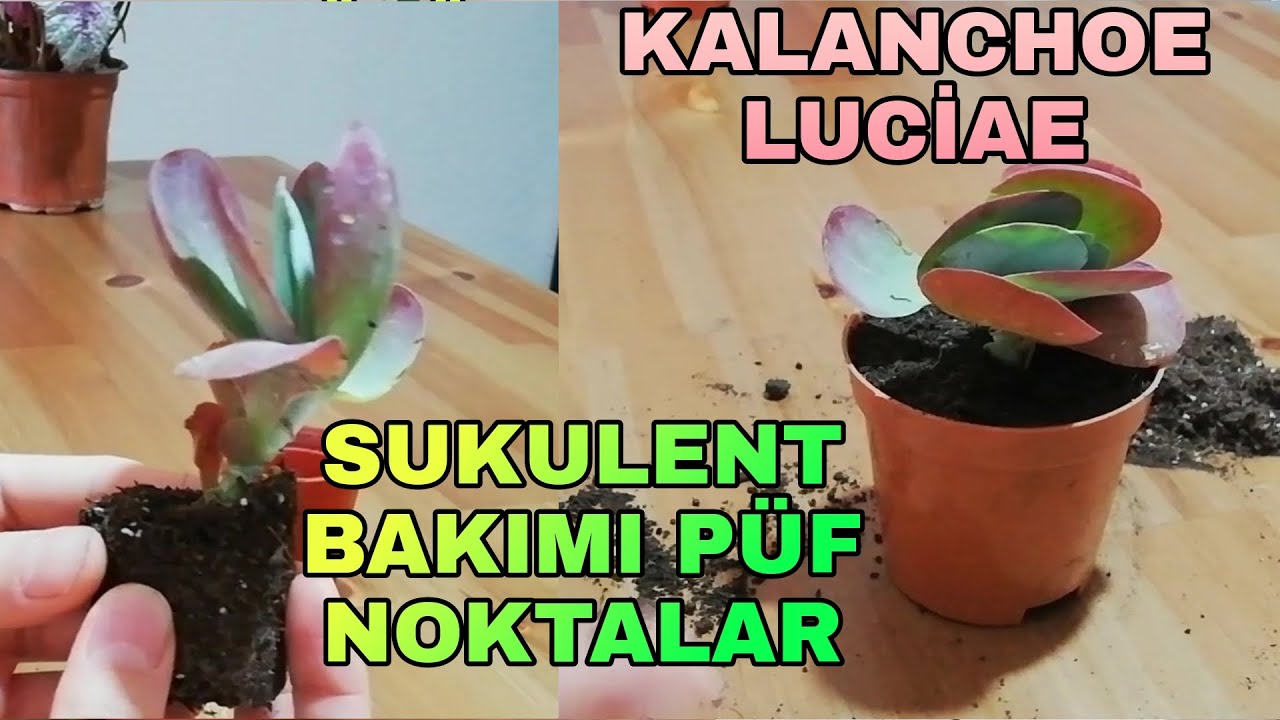 Sukulent (kalanchoe luciae) bakımı nasıl yapılır? Sukulent nasıl çoğaltılır?
