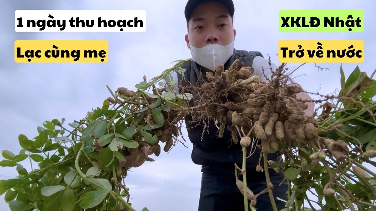 598 | XKLĐ Nhật Về Nước | 1 Ngày Ra Đồng Thu Hoạch Lạc Cùng Mẹ | Bữa Cơm Trưa Giản Đơn Của 2 Mẹ con