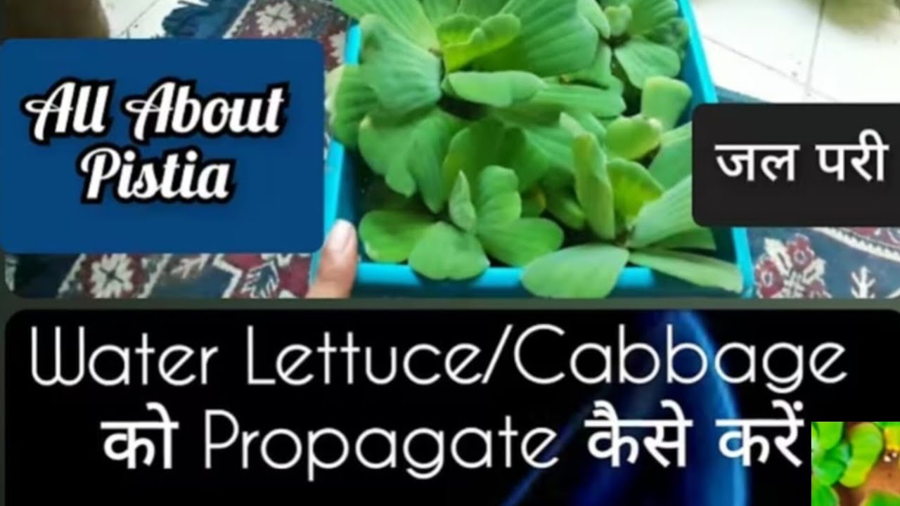 How to Propagate Water Cabbage/lettuce/Pistia Rosettes!! Tips to Repot Water Cabbage/Lettuce at Home