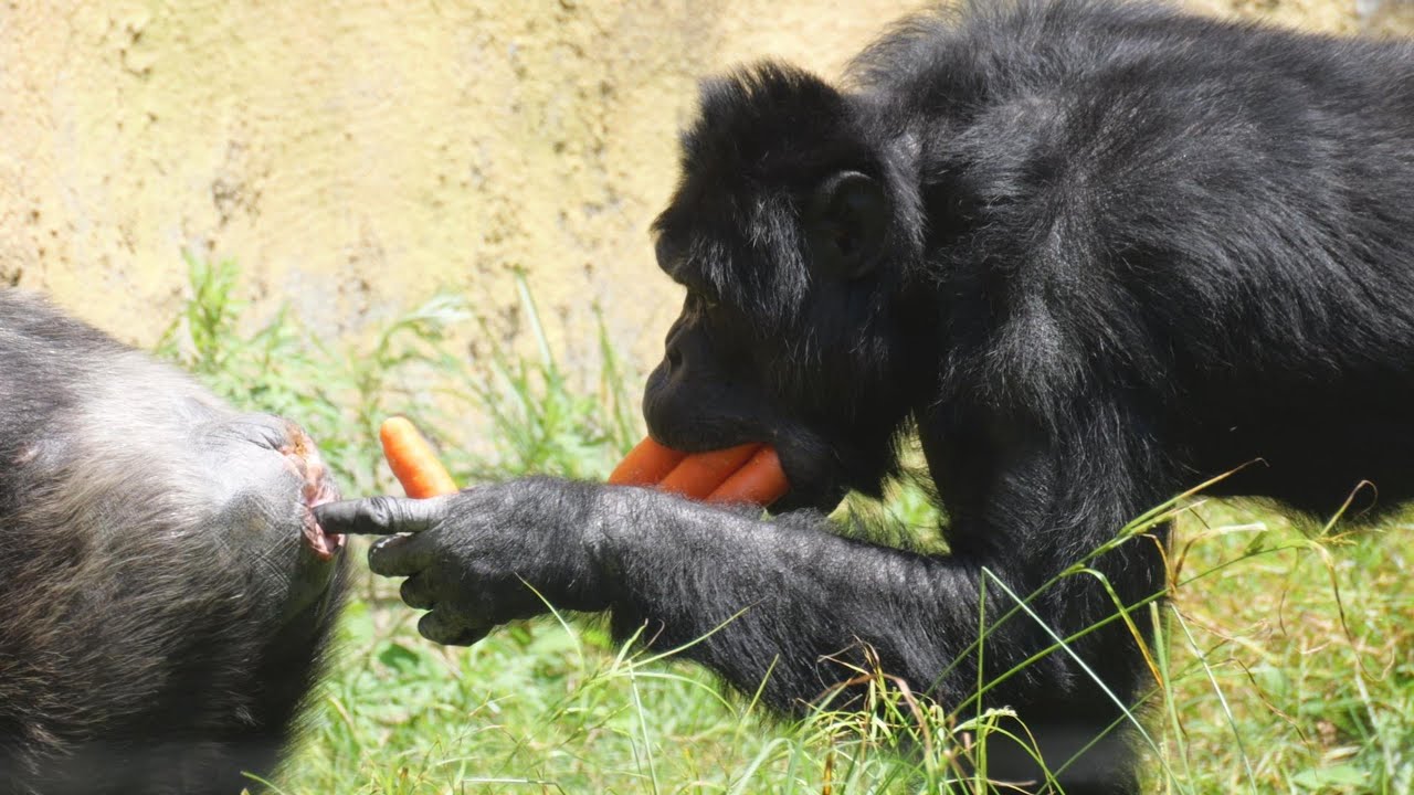ロビン、アルファ陥落。ダイヤは、アルファオスになったのか？　のいち動物公園　チンパンジー　202506