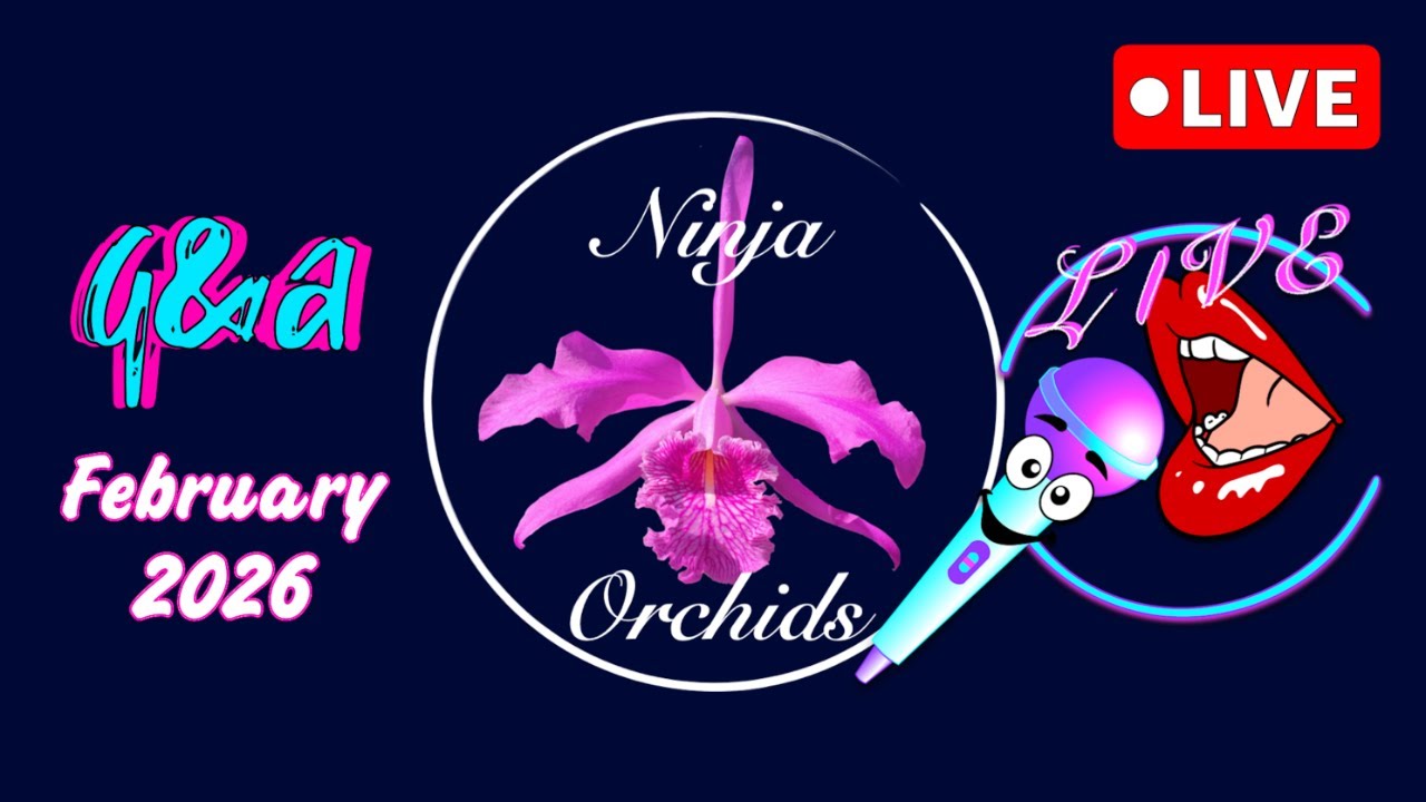 Monthly Q&A February '26 Comments Review Orchid Diverse Topics #ninjaorchids Hang Out #ninjaorchids