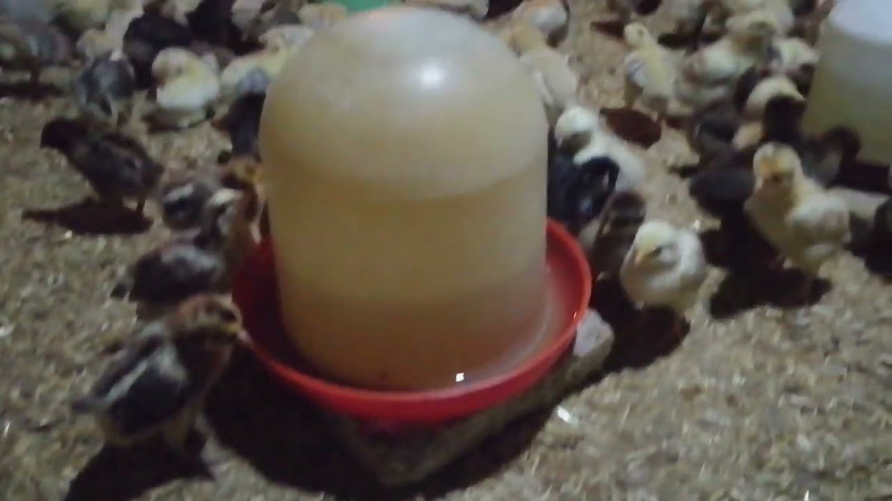 اليوم الثامن هنستعمل انهاردة قشرة البرتقال فيتامين سي لكل لتر ميه ١٠ سنتي من قشرة البرتقال