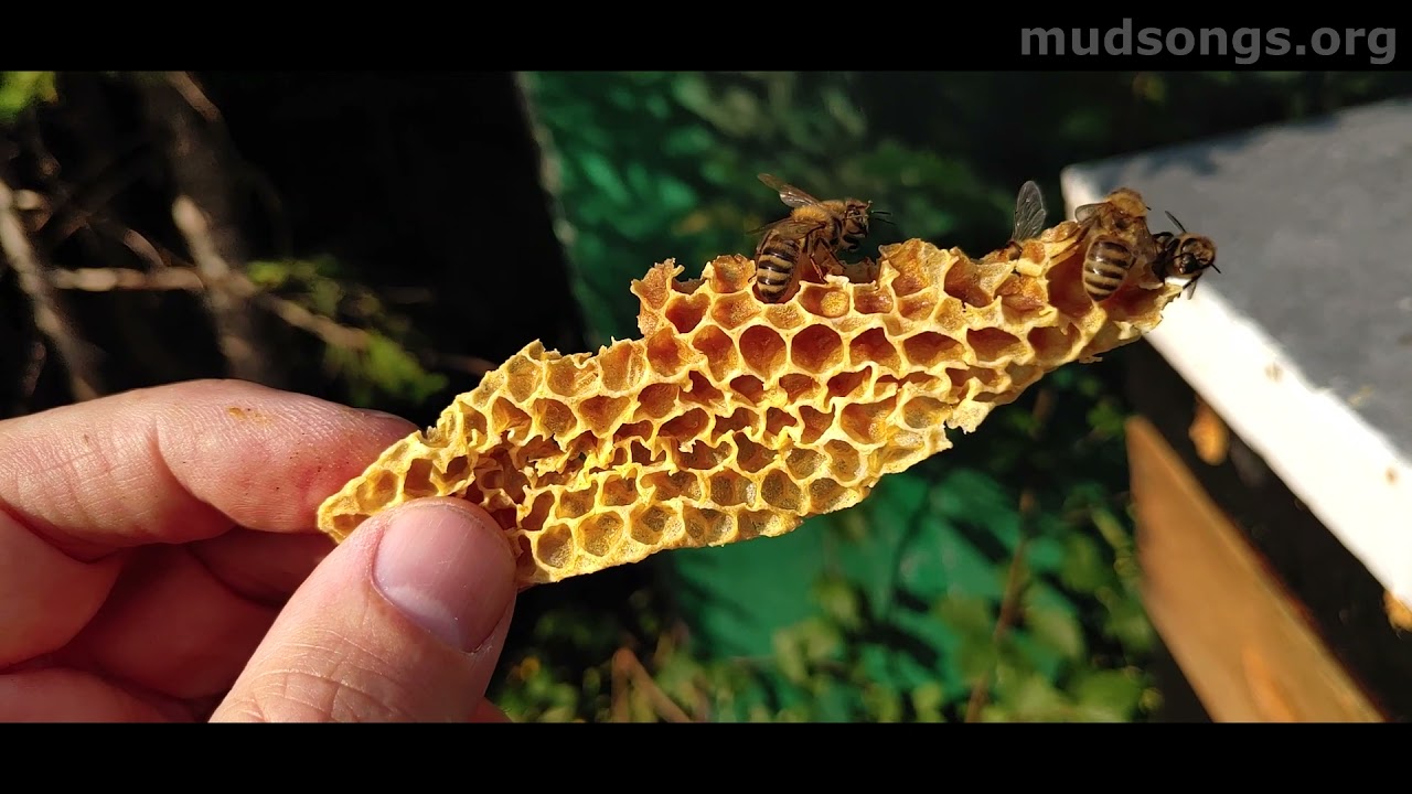 How Honey Bees Talk to Each Other (July 14, 2021)