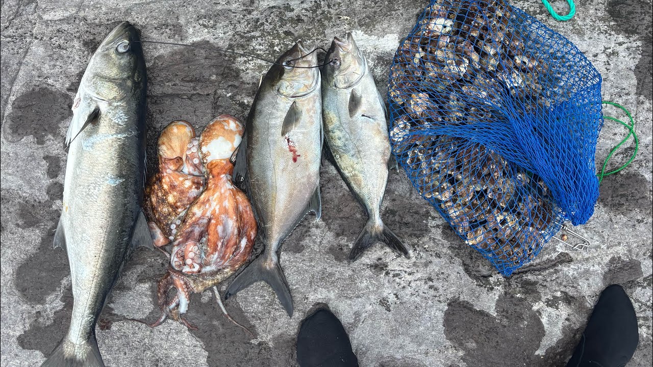 Pesca submarina São Miguel Açores verão 2025 grande dia de pesca com ótimas capturas