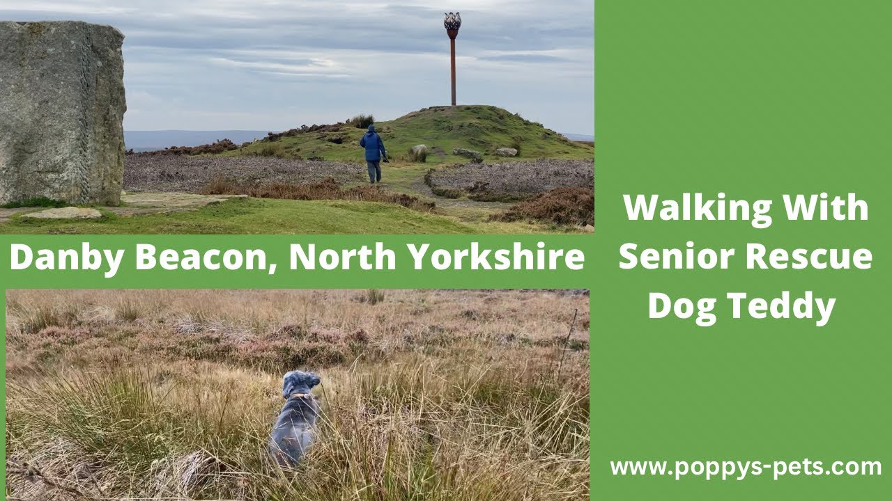 Danby Beacon, near Castleton, North Yorkshire - Walking Trails With a Senior Dog