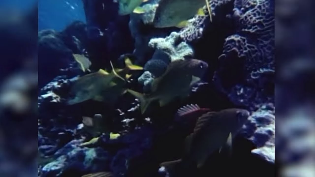How Florida&rsquo;s dying coral reef might devastate the economy in the Keys