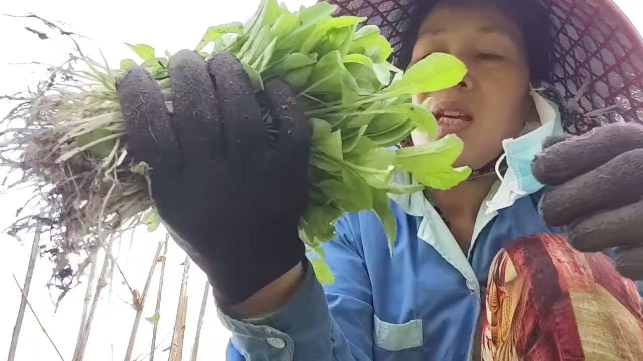 @ thu hoạch rau thôi nào 