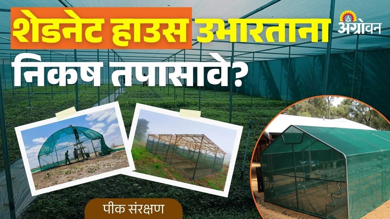 Shadenet House: शेडनेट हाउस उभारणीसाठी किती अनुदान मिळते? | Agrowon